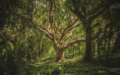 Tips voor het planten van bomen